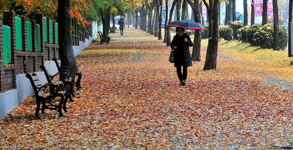 가을철에는 시민들에게 낭만을 선물했지만 겨울철이 되자 청소 등의 문제로 애물단지로 전락한 '낙엽' 백병배기자