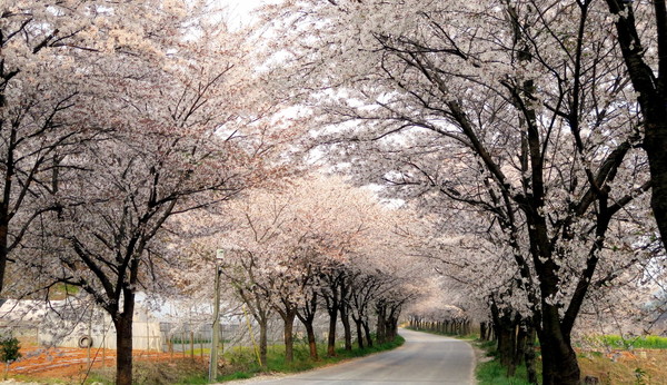 부안의 천년고찰 개암사로 향하는 3㎞ 구간에 벚꽃이 만개해 있는 모습이다.