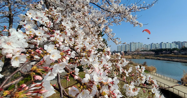 화창한 봄날씨를 보이고 있는 4월 첫 주말을 맞은 3일 전주시 삼천 일대 만개한 연분홍 벚꽃이 절정에 달해 장관을 이루고 있다. 백병배기자
