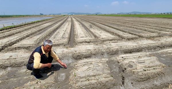 지난 14일 전북지역에 평균 100mm에 달하는 폭우가 쏟아져 농작물 침수 피해가 곳곳에서 발생했다. 특히 김제 광활면 창제리 일대 논콩재배단지가 침수되어 콩 재배 농민들이 큰 피해가 발생 했다.  백병배기자