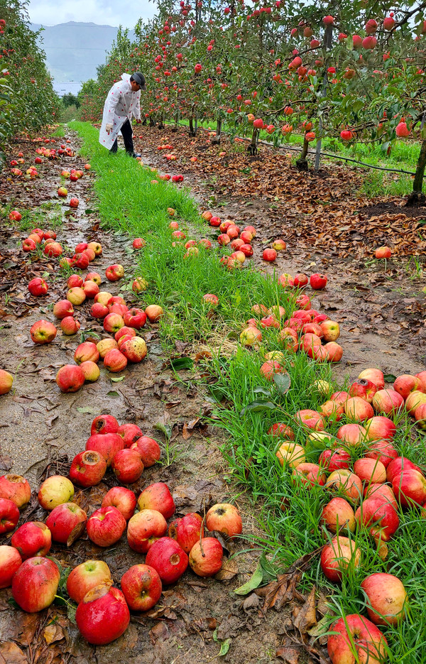 제9호 태풍 '마이삭(MAYSAK)'이 지나간 3일 오전 장수군 사과농가들이 수확 직전 강풍에 떨어진 사과를 보며 망연자실 하고 있다. 백병배기자