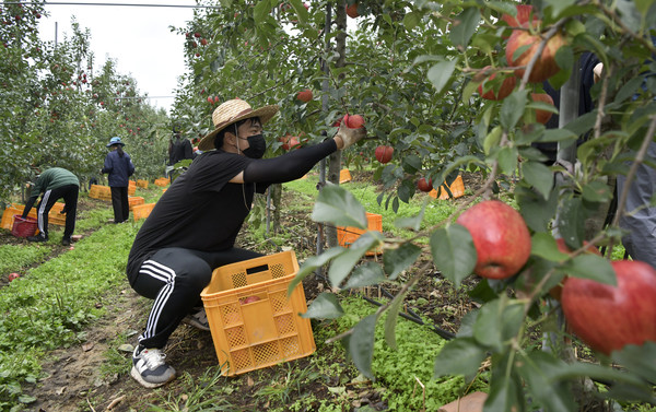 10일장수군 한 사과농가에서 장수군청 직원들이 일손이 부족한 농가를 돕기 위해 사과수확을 돕고 있다.(장수군 제공)