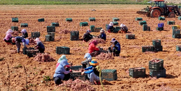 날씨가 점점 쌀쌀해지고 있는 19일 김제시 용지면 들녘에서 농부들이 고구마 수확을 하고 있다. 고구마는 다양한 요리와 가을 겨울철 국민 간식으로 맛있게 즐길 수 있다.   백병배기자