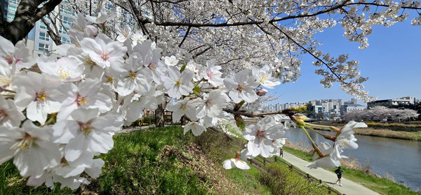연분홍빛 벚꽃이 4월 1일 전주시 삼천 양쪽으로 줄지어 활짝 피어나 하늘을 온통 뒤덮고 싱그러운 봄기운을 전하고 있다. 백병배기자