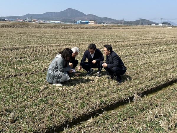 박기도 국립식량과학원 기초식량작물부장이 3월 11일 전북 부안군농업기술센터와 부안농협의 보리 재배 현장을 방문하여, 작황 및 산업현장 의견을 청취하고 있다. 부안농협은 동서식품과 계약재배를 통해 매년 국산 보리 3천 톤 이상을 생산하고 있으며, 이는 동서식품의 보리차 제품에 활용되고 있다. 농촌진흥청은 추위에 강하고 병 저항성이 개선된 신품종 ‘싹이랑’으로 기존 품종을 대체하고자 동서식품과 보리차 품질 테스트를 마치고, 부안농협에서 시범 재배를 하고 있다. (사진=농촌진흥청)