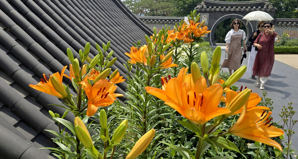 12일 전주의 낮 기온이 30도를 웃도는 등 연일 기온이 쑥쑥 오르고 있는 가운데, 전주 수목원에서 형형색색 만개한 나리꽃을 시민들이 감상하며 산책하고 있다.  백병배기자