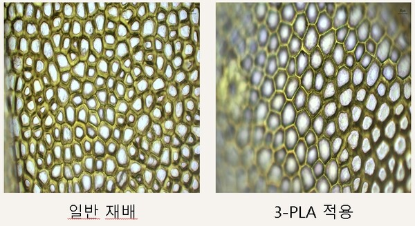 실험결과 조직단면 관찰 (자료=눈부신자연애바이오)